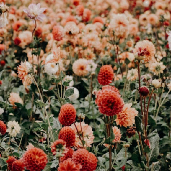 Meet your Posher, Elena - Picture 1 of 1